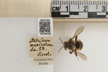 Media type: image;   Entomology 789189 Aspect: Labels